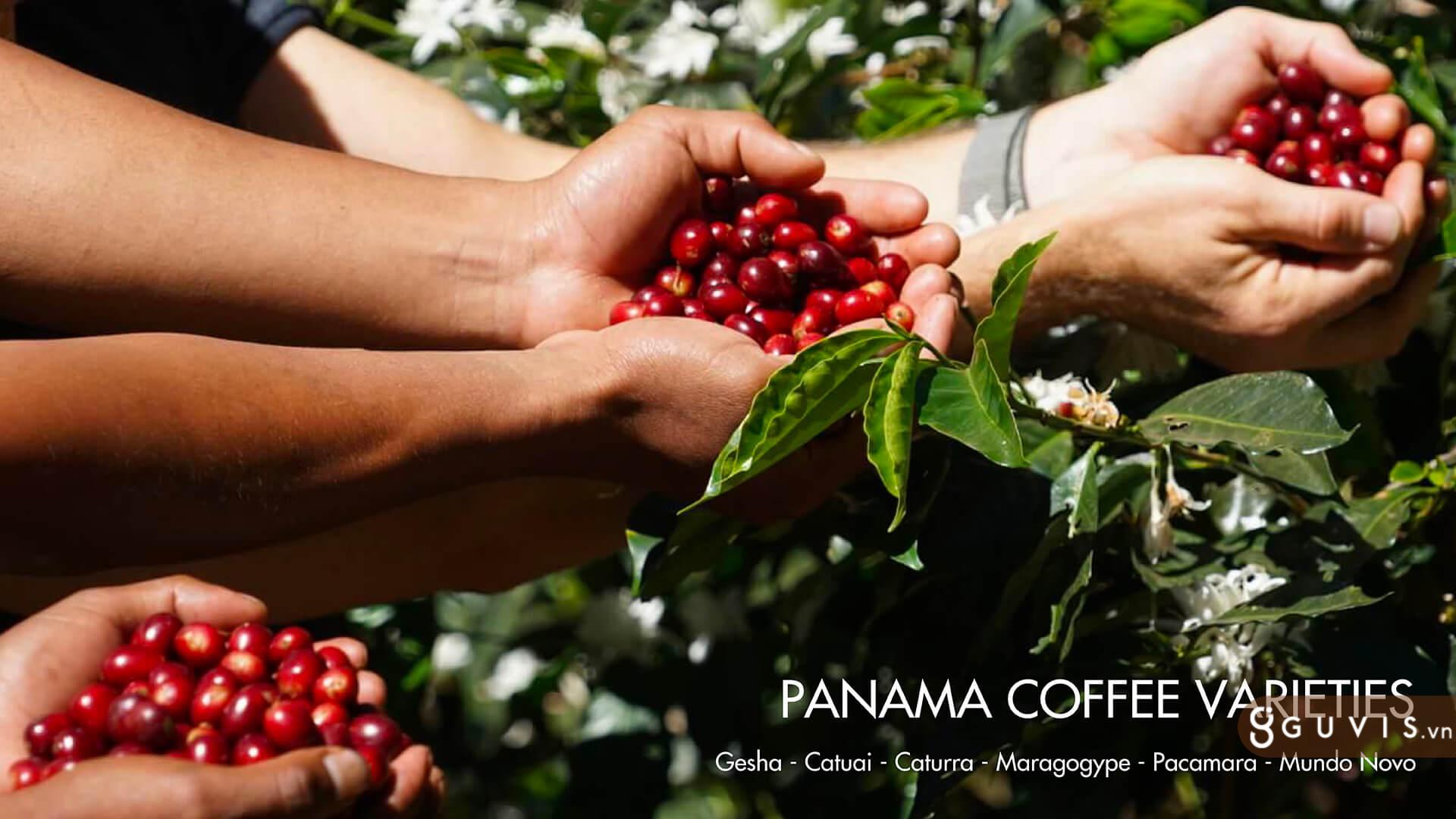 Gesha Panama - Mảnh Đất Sinh Ra Những Hạt Cà Phê Đỉnh Cao 2 Panama
