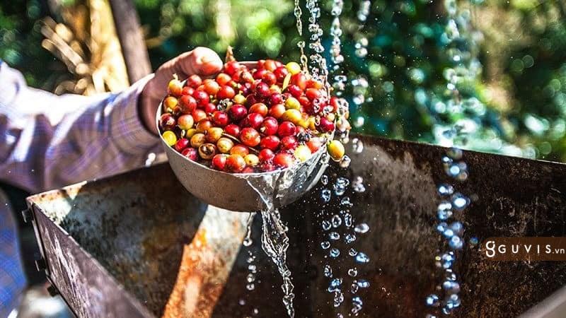 Tổng Quan về Các Phương Pháp Chế Biến Cà Phê Hiện Nay 9 Chế Biến Cà Phê